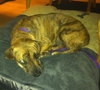 Hj Litter Miss Zumba Zoey (Mom) - ADOPTED 01.11.14