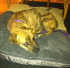 Hj Litter Miss Zumba Zoey (Mom) - ADOPTED 01.11.14