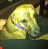 Hj Litter Miss Zumba Zoey (Mom) - ADOPTED 01.11.14