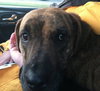 Hj Litter Miss Zumba Zoey (Mom) - ADOPTED 01.11.14