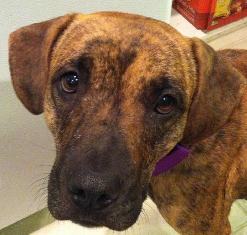 Hj Litter Miss Zumba Zoey (Mom) - ADOPTED 01.11.14
