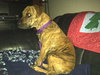 Hj Litter Miss Zumba Zoey (Mom) - ADOPTED 01.11.14