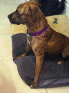 Hj Litter Miss Zumba Zoey (Mom) - ADOPTED 01.11.14