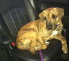 Hj Litter Miss Zumba Zoey (Mom) - ADOPTED 01.11.14