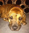 Hj Litter Miss Zumba Zoey (Mom) - ADOPTED 01.11.14