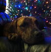 Hj Litter Miss Zumba Zoey (Mom) - ADOPTED 01.11.14
