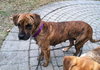 Hj Litter Miss Zumba Zoey (Mom) - ADOPTED 01.11.14
