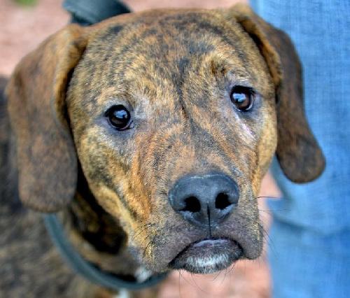 Mister Max Rumba - ADOPTED 01.24.14