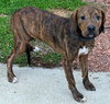 Mister Max Rumba - ADOPTED 01.24.14