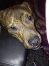 Mister Max Rumba - ADOPTED 01.24.14