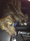 Mister Max Rumba - ADOPTED 01.24.14