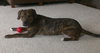 Mister Max Rumba - ADOPTED 01.24.14