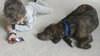 Mister Max Rumba - ADOPTED 01.24.14