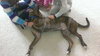 Mister Max Rumba - ADOPTED 01.24.14