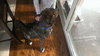 Mister Max Rumba - ADOPTED 01.24.14