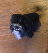 Sir Didymus-ADOPTED 12.04.13
