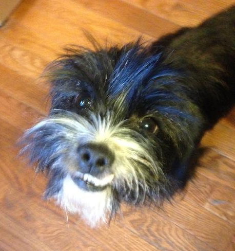 Sir Didymus-ADOPTED 12.04.13