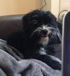 Sir Didymus-ADOPTED 12.04.13