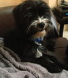 Sir Didymus-ADOPTED 12.04.13