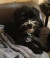 Sir Didymus-ADOPTED 12.04.13