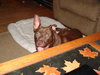 Sherman-ADOPTED 12.23.13