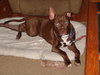 Sherman-ADOPTED 12.23.13