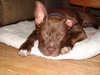 Sherman-ADOPTED 12.23.13