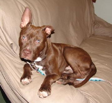 Sherman-ADOPTED 12.23.13
