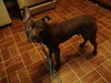 Sherman-ADOPTED 12.23.13