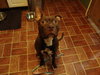 Sherman-ADOPTED 12.23.13