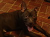 Sherman-ADOPTED 12.23.13