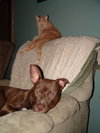 Sherman-ADOPTED 12.23.13