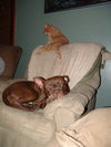Sherman-ADOPTED 12.23.13