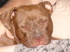 Sherman-ADOPTED 12.23.13
