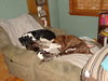 Sherman-ADOPTED 12.23.13