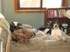 Sherman-ADOPTED 12.23.13