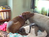 Sherman-ADOPTED 12.23.13