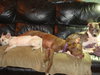 Sherman-ADOPTED 12.23.13