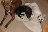 Sherman-ADOPTED 12.23.13