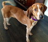 Kyla - ADOPTED 01.04.14
