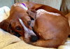 Kyla - ADOPTED 01.04.14