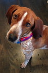 Kyla - ADOPTED 01.04.14