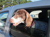 Sweetness - ADOPTED 03.09.14