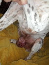 Sweetness - ADOPTED 03.09.14