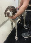 Sweetness - ADOPTED 03.09.14