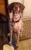 Sweetness - ADOPTED 03.09.14