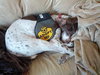 Sweetness - ADOPTED 03.09.14