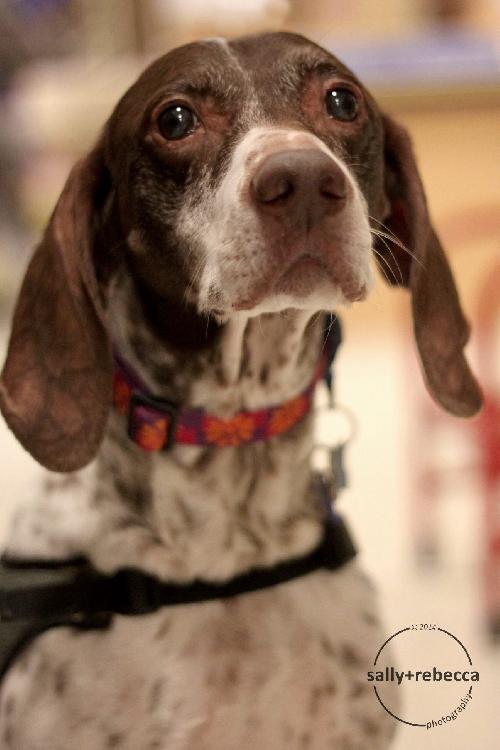 Sweetness - ADOPTED 03.09.14