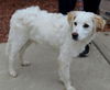 Marley-ADOPTED 12.15.13