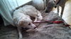 Marley-ADOPTED 12.15.13